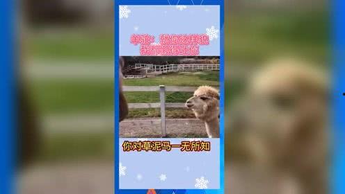 娱乐吃瓜群众歌曲大全
